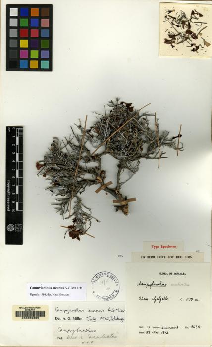 Campylanthus incanus image
