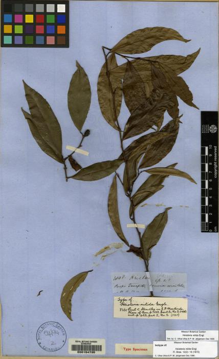 Heisteria cyathiformis image