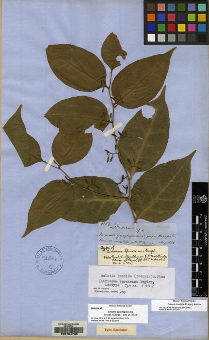 Olacaceae image