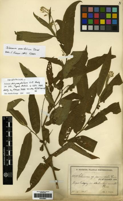 Solanum ensifolium image
