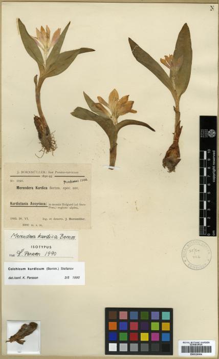 Colchicum kurdicum image