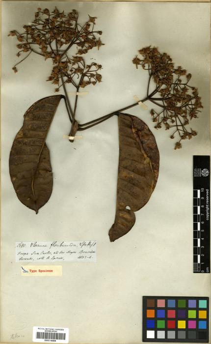 Sloanea maroana image