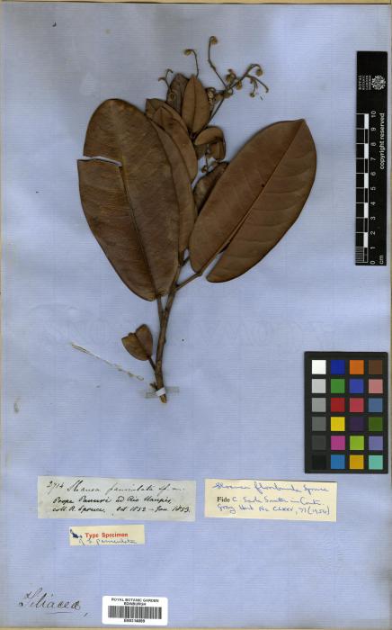 Sloanea maroana image