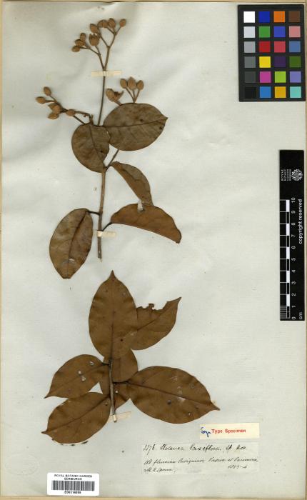 Sloanea laxiflora image