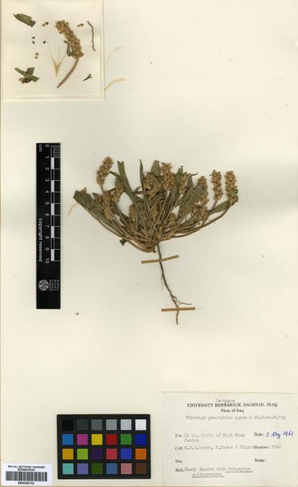 Plantago psammophila image