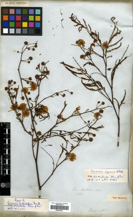 Acacia tubulifera image