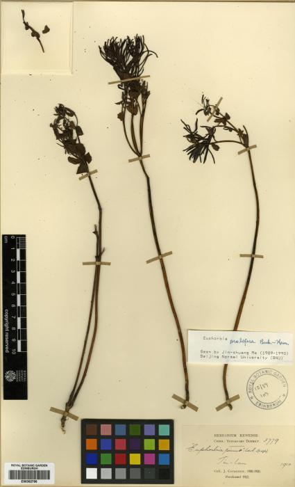 Euphorbia prolifera image