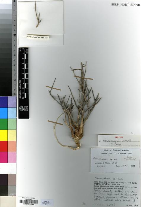 Euphorbia lindenii image