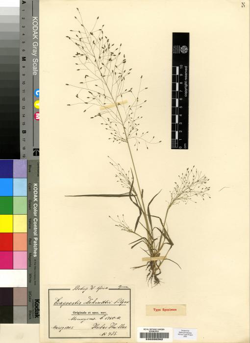 Eragrostis macilenta image