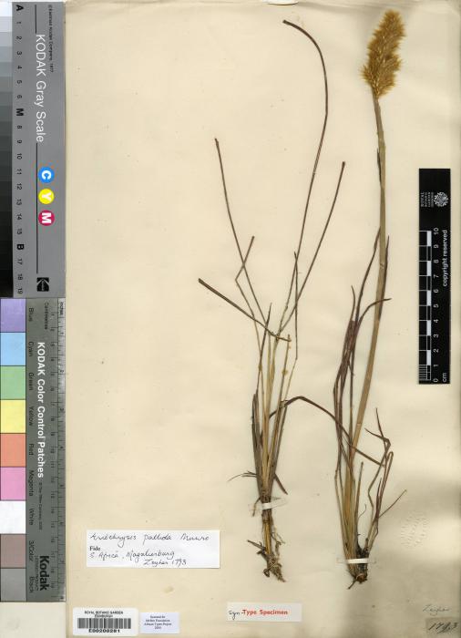 Eriochrysis pallida image