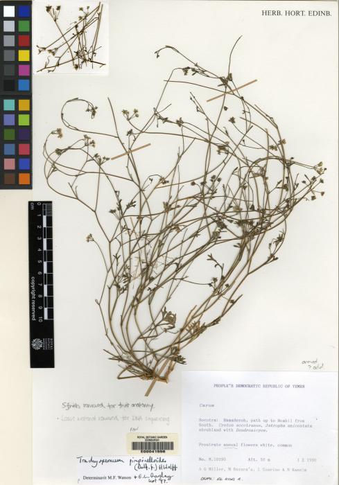 Trachyspermum pimpinelloides image