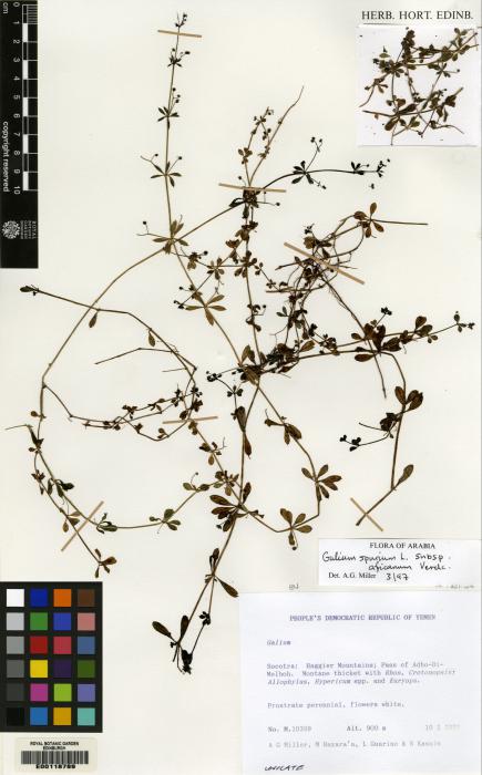 Galium spurium subsp. ibicinum image