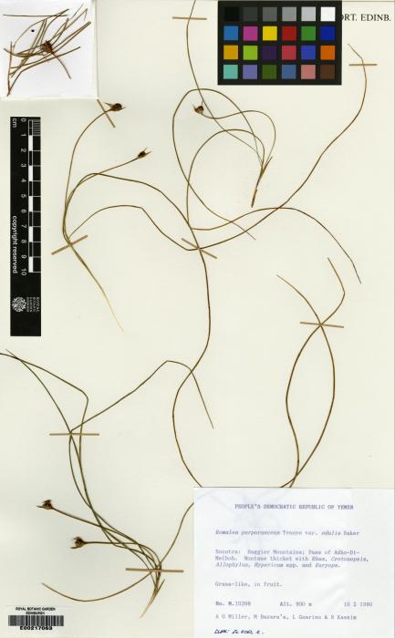 Romulea fischeri image