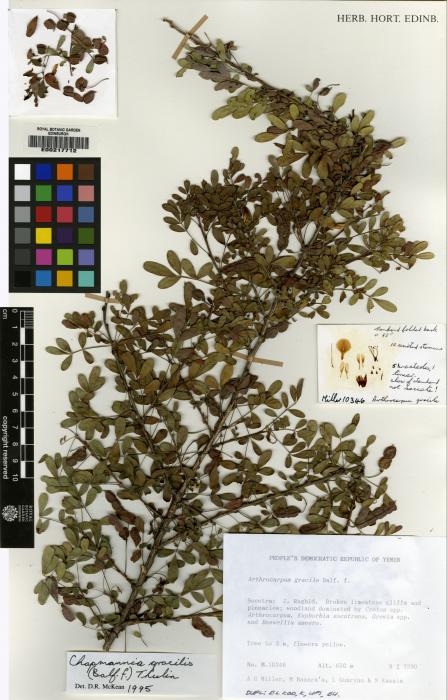 Chapmannia gracilis image