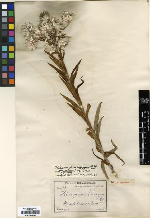 Helichrysum image