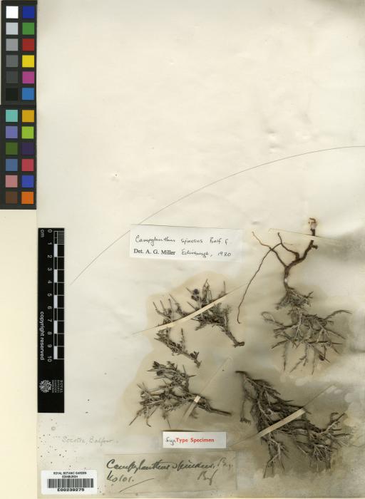 Campylanthus spinosus image