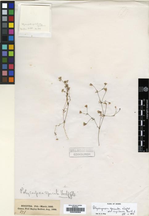 Polycarpaea spicata image