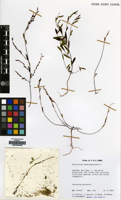 Phyllanthus maderaspatensis image