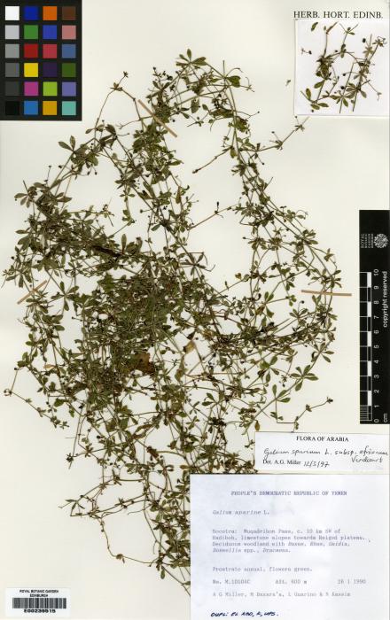 Galium spurium var. africanum image