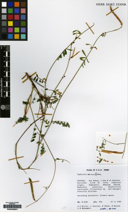 Tephrosia uniflora image