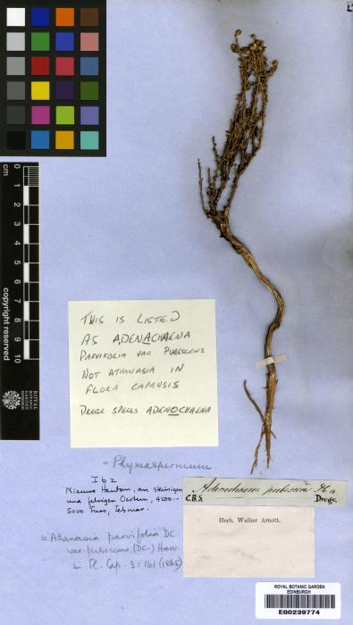 Phymaspermum parvifolium image