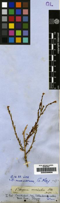 Osteospermum muricatum image