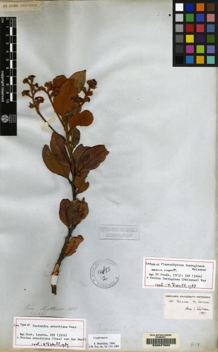 Ocotea arnottiana image