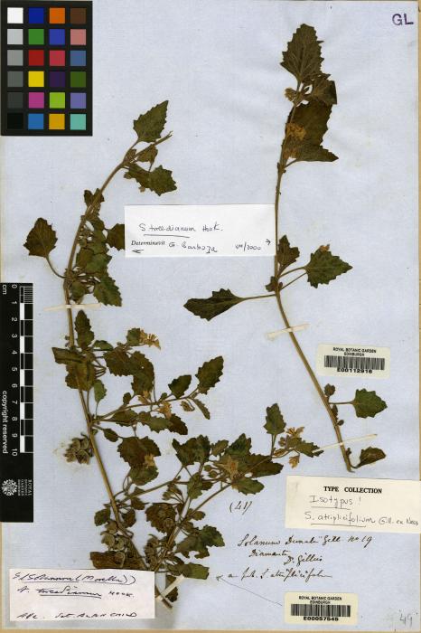 Solanum tweedianum image