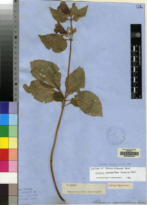 Sphaerorrhiza sarmentiana image