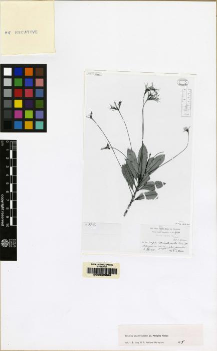 Gesneria duchartreoides image
