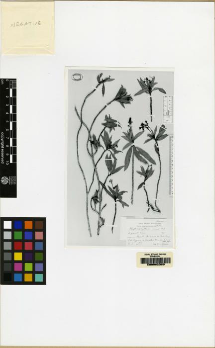 Rhytidophyllum minus image