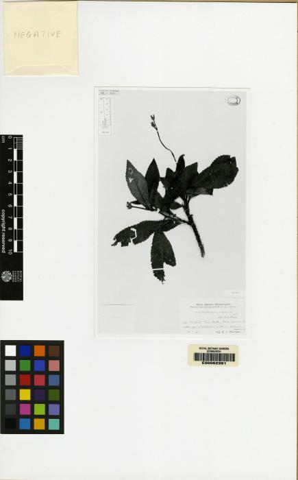 Rhytidophyllum rhodocalyx image