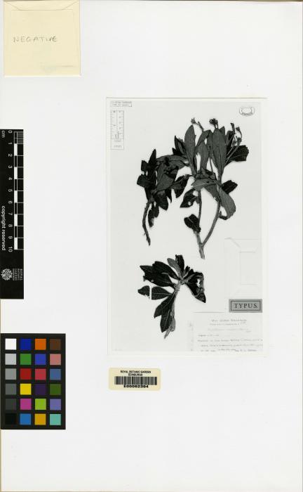 Rhytidophyllum vernicosum image