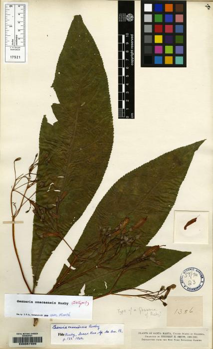 Gesneria onacaensis image