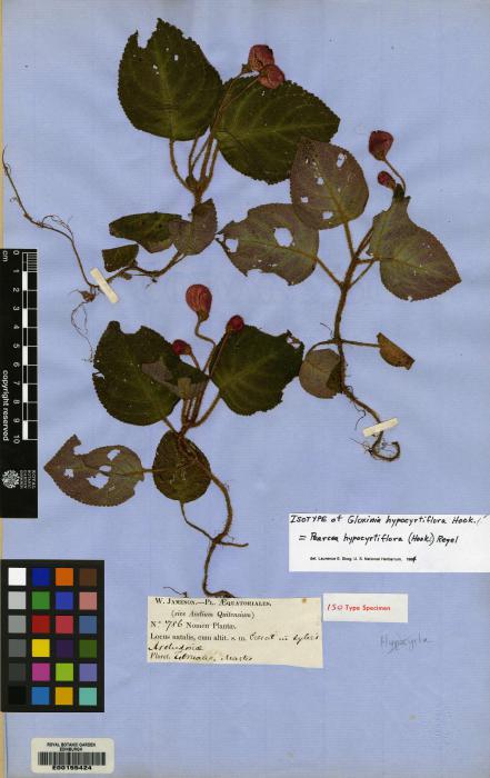 Pearcea hypocyrtiflora image