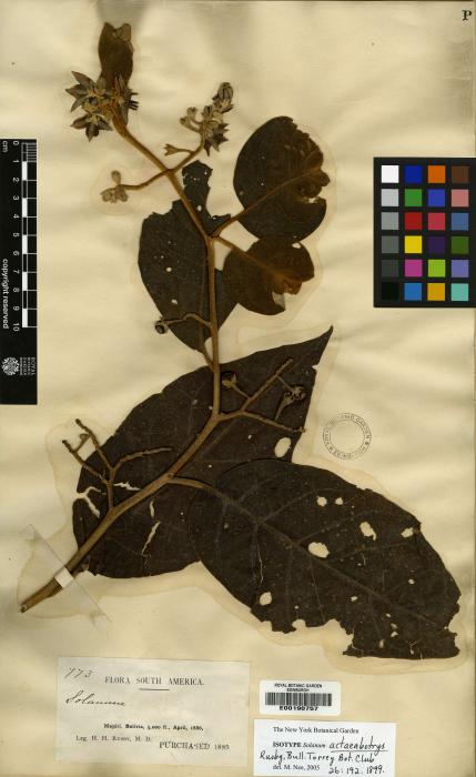 Solanum actaeabotrys image
