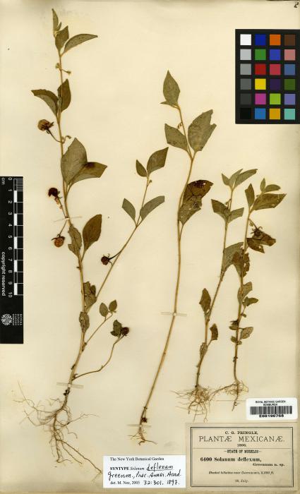 Solanum deflexum image