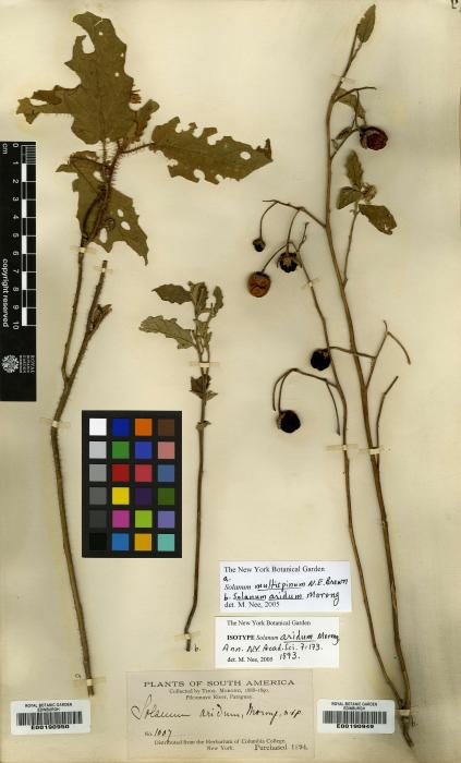 Solanum ovalifolium image