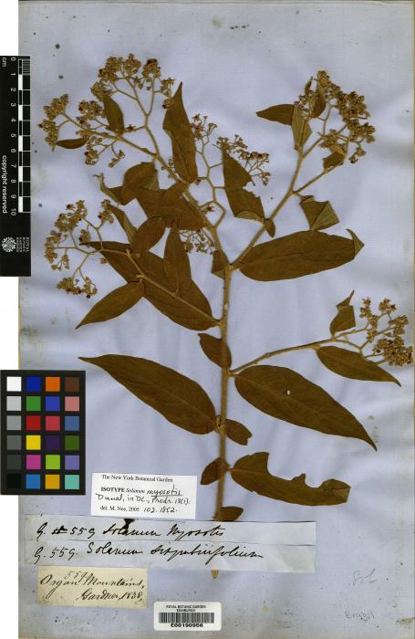 Solanum myosotis image