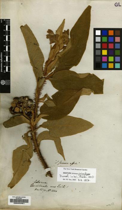 Solanum crinitipes image