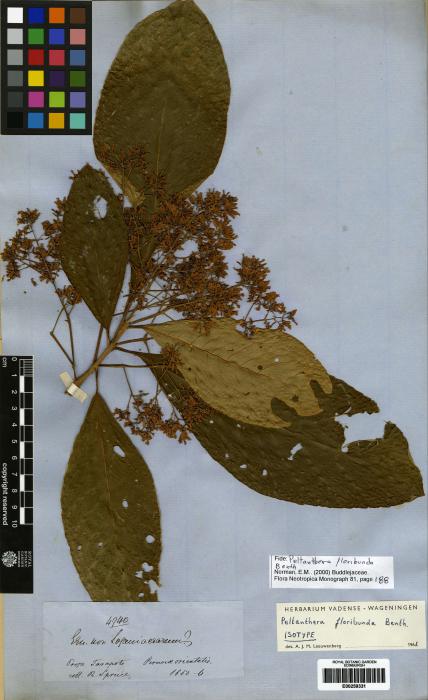 Peltanthera floribunda image