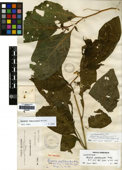 Solanum mapiriense image