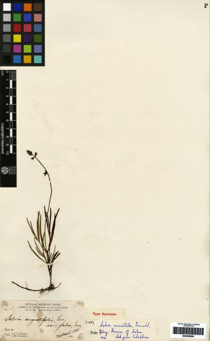 Salvia leptophylla image