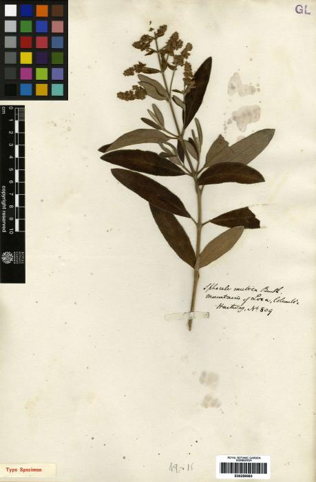 Lepechinia mutica image