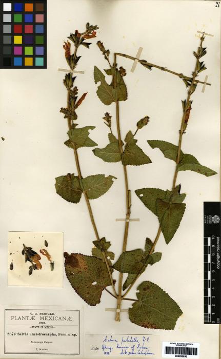 Salvia humboldtiana image