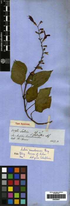 Salvia ecuadorensis image