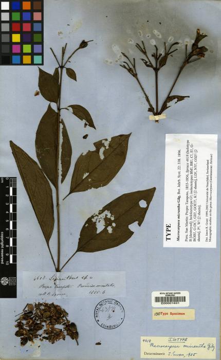 Macrocarpaea micrantha image