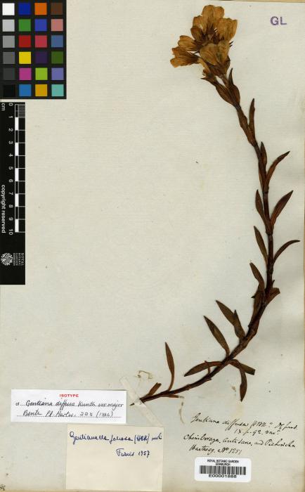 Gentianella foliosa image