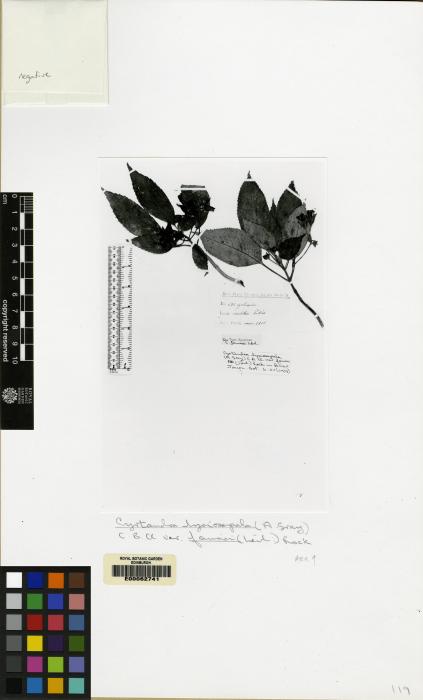 Cyrtandra grayi image