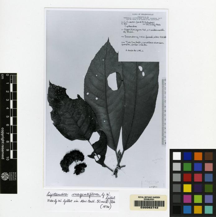 Cyrtandra magentiflora image